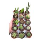 Kit com 15 mini cactos sortidos e variados pote 6