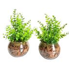 kit com 2 Arranjos com plantinhas em vaso redondo para decoração de ambientes