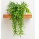 Kit Com 2 Folhagem Plantas Suculentas Verde Realista 65cm