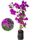 Kit Com 2 Mudas De Primavera Roxa