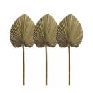 Kit com 3 Folhas de Latânia Natural Desidratada Formosinha