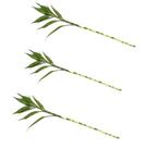 Kit com 3 Hastes de Bambu da Sorte (Grande) - Atraia Prosperidade e Saúde
