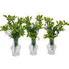 kit com 3 vasinho cristal com folhagem