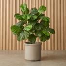 Kit com 5 Mini Árvores Artificiais Ficus Lyrata Silicone Toque Real 85cm Decoração Premium Realista 100 Folhas