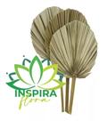 Kit Com 6 Folhas De Latania Seca Natural Decoração Arranjo