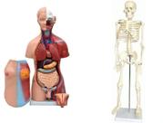 KIT com Esqueleto Humano de 85 cm e Torso Bissexual com abertura nas Costas de 45 cm