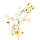 Kit de 10 bougainville Branca - Flores Desidratadas