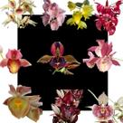 Kit De 10 Orquidea Catasetum Variados- Cod 2026