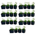 Kit de 28 Vasinhos com Plantinhas Artificiais