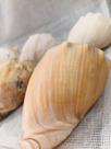 Kit de 8 Conchas Naturais
