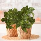 Kit de 9 Plantas Ornamental Artificial Caladium Verde Alta Qualidade