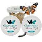 Kit de Borboletas Clearwater com 10 Lagartas Vivas da Borboleta-dama