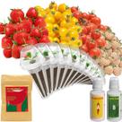 Kit de Cápsulas de Sementes inbloom com 12 Unidades de Morango e Tomate para Hidroponia