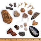 Kit de coleção Fossil Dancing Bear com 12 espécimes fósseis