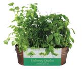 Kit de Cultivo BUZZY Jardim Culinário de Cobre com Manjericão, Coentro e Cebolinha Kit de Cultivo BUZZY Jardim Culinário de Cobre com Manjericão, Coentro e Cebolinha