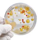 Kit de experimentos científicos Steve Spangler em crescimento de bactérias