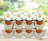 Kit de mini vasos de terracota Planter BUZZY Daydream, pacote com 12
