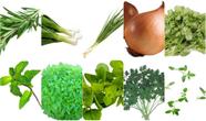 Kit de Sementes de Temperos 235 Sementes para Cultivar Seus Próprios Sabores Frescos Kit de Sementes de Temperos 235 Sementes para Cultivar Seus Próprios Sabores Frescos