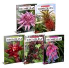 Kit - Enciclopédia de Bromélias - 5 Volumes