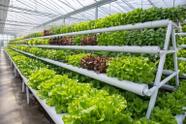 Kit Fertilizantes para Hidroponia Hortaliças de Folha 1000L
