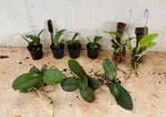 Kit I Mudas de Orquídeas Variadas