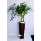 kit Jardinagem - Areca Bambu
