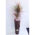 kit Jardinagem - Dracena Tricolor
