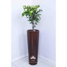 Kit Jardinagem - Jabuticaba Branca Kit Jardinagem - Jabuticaba Branca