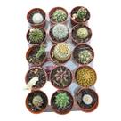 Kit mini cactos pote 6 - 10 unidades variadas