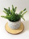 Kit Mini Vaso Decor Cimento CinzaBco com Planta Decor e Base Madeira Design Tronco
