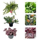 Kit Muda Columeia Peixinho Crespa Dobrada Peperomia Caperata