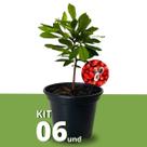 Kit Mudas de Fruta do Milagre Pote 15 Mudas Frutíferas 30cm Kit Mudas de Fruta do Milagre Pote 15 Mudas Frutíferas 30cm