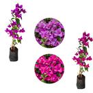 Kit Mudas de Primavera - Bouganville cor Pink e Lilas-estaquia