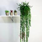 Kit Planta Artificial Suculenta Dedo de Moça Com Vaso