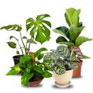 Kit Planta Costela de Adão Ficus Jiboia Maranta Makoyama