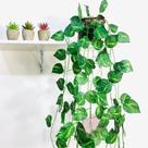 Kit Planta Trepadeira Artificial Jibóia Com Vaso Trançado