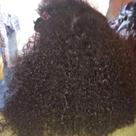 Kit Progressista e Shampoo Organic Liss 500ml Divine Hair