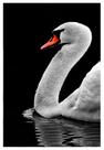 Kit Quadros Cisne