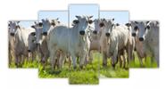 Kit Quadros Decoração Bois Gado Vaca Fazenda"