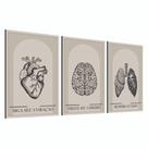 Kit Quadros Decorativos Mosaico 3 peças Trio Frase Anatomia Coração Cérebro Pulmão Medicina Floral Kit Quadros Decorativos Mosaico 3 peças Trio Frase Anatomia Coração Cérebro Pulmão Medicina Floral