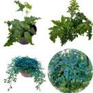 Kit Samambaia Azul Aureum + Azul Selaginella UncinataRaras