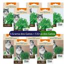 Kit Sementes de Erva e Grama para Gatos 10 pacotinhos