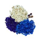 Kit Sempre Viva 3 Cores - Branca, Azul e Roxa