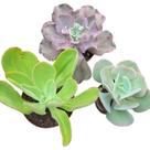 Kit Suculentas Hibridas Gigantes 3 GIBBIFLORAS
