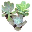 Kit Suculentas Hibridas Gigantes 3 GIBBIFLORAS