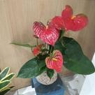 Kokedama de antúrio vermelho