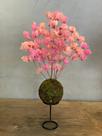 Kokedama de Bougainvillea Desidratada - Rosa Bebê