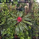 Kokedama de bromelia carolina