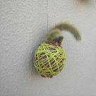 Kokedama de cacto rabo de macaco