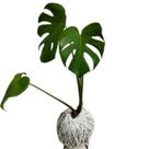 Kokedama de costela de adão Kokedama de costela de adão